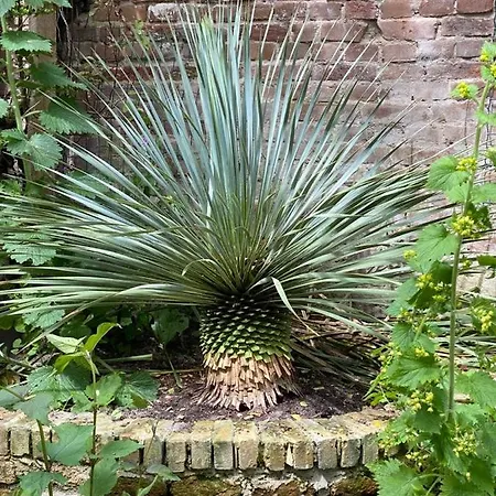 The Golden Gardens - R.q.c. The Hague