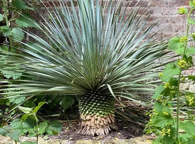 The Golden Gardens - R.q.c. האג